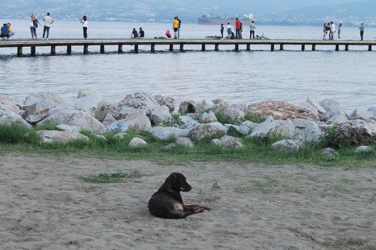 Renk Körlüğü ile Yaşamak