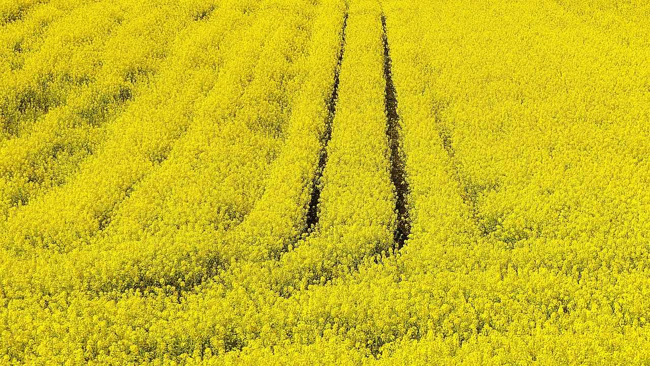 Renk körlüğü: Farklı kültürlerde renk algısı 3 Kültürel Farklılıklar ve Renk Algısı