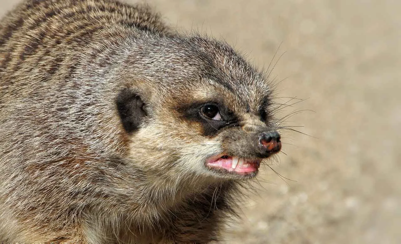 Renk körlüğü ve spor: Renkli bir performans Renk körlüğü ve spor: Renkli bir performans