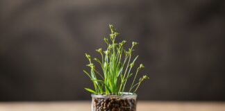 Eğitimde Yeni Yönler: Evde Chia Tohumu Yetiştirme New Directions in Education: Growing Chia Seeds at Home